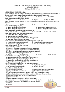 Đề kiểm tra giữa học kỳ 2 môn Sinh 10-Đề 2 năm học 2020-2021 (có đáp án)