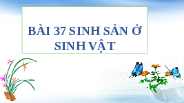 Giáo án điện tử Khoa học tự nhiên 7 bài 37 Chân trời sáng tạo : Sinh sản ở sinh vật