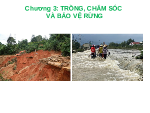 Giáo án điện tử Công nghệ 7 Bài 6 Chân trời sáng tạo:  Rừng ở Việt Nam