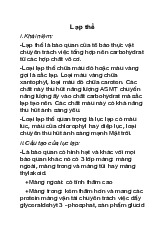 Lạp thể - Giải phẫu và Chức năng của Lục lạp trong Quang hợp