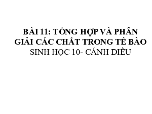 Bài 11: Ôn tập (3)| Bài giảng PowerPoint môn Sinh học 10 | Cánh diều