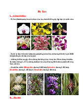 Họ Lan - Tóm tắt về Thực vật Dược (Orchidaceae)