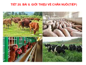 Bài giảng điện tử môn Công nghệ 7 Bài 8: Giới thiệu chung về chăn nuôi (Tiết 20) | Cánh diều