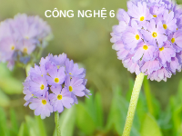 Giáo án điện tử Công nghệ 6 Bài 4 Kết nối tri thức: Thực phẩm và dinh dưỡng