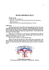 Lý thuyết về xương khớp đầu mặt | môn xác suất thống kê y học | trường Đại học Huế