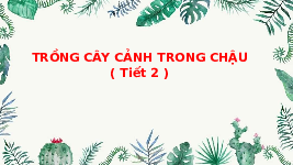 Giáo án điện tử Công nghệ 4 Bài 4 Tiết 2 Chân trời sáng tạo: Trồng cây cảnh trong chậu