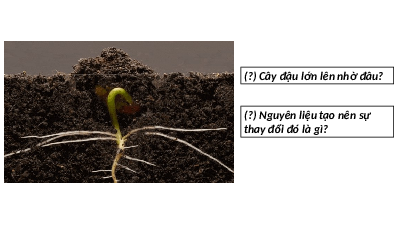 Giáo án điện tử Khoa học tự nhiên 7 bài 29 Kết nối tri thức : Vai trò của nước và chất dinh dưỡng đối với sinh vật