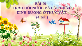 Giáo án điện tử Khoa học tự nhiên 7 bài 29 Chân trời sáng tạo : Trao đổi nước và các chất dinh dưỡng ở thực vật
