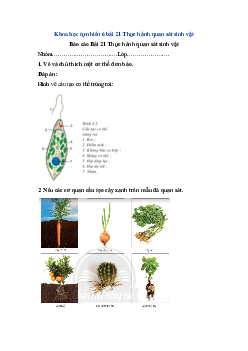 Giải Khoa học tự nhiên 6 bài 21 Thực hành quan sát sinh vật Chân trời sáng tạo