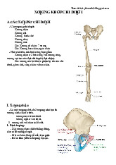 GIẢI PHẪU XƯƠNG KHỚP CHI DƯỚI - Tài liệu học tập cho sinh viên Y khoa