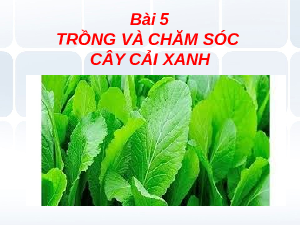 Giáo án điện tử Công nghệ 7 Bài 5 Chân trời sáng tạo: Trồng và chăm sóc cây cải xanh