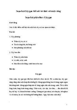 Soạn bài: Cây gạo Tiếng Việt 3 | Kết nối tri thức