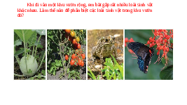 Giáo án điện tử Khoa học tự nhiên 6 bài 26 Kết nối tri thức : Khóa lưỡng phân