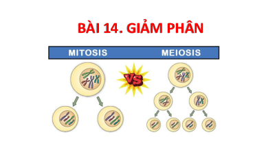 Bài 14 | Bài giảng PowerPoint môn Sinh học 10 | Cánh diều