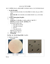 Thí nghiệm vi sinh vật buổi 3