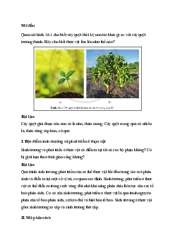 Sinh học 11 Cánh diều bài 16: Sinh trưởng và phát triển ở thực vật