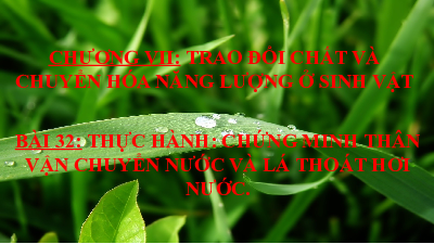 Bài giảng điện tử môn Khoa học tự nhiên 7  Sinh HọcBài 32: Thực hành: Chứng minh thân vận chuyển nước và lá thoát hơi nước | Kết nối tri thức