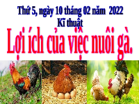 Giáo án điện tử  Mĩ  Thuật 4 KNTT -  Kết Nối Tri Thức:  Lợi ích của việc nuôi Gà.