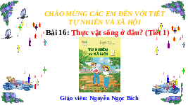 Giáo án điện tử Tự nhiên và Xã hội 2 Bài 16 Kết nối tri thức: Thực vật sống ở đâu?