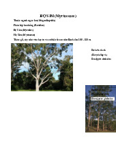 Họ sim - Tóm tắt về Thực Vật Dược trong Họ Myrtaceae | Đại học Y Dược Thành phố Hồ Chí Minh