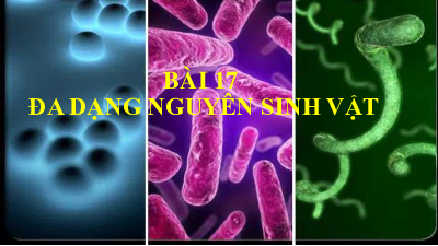 Chủ đề 8. Bài 17: Đa dạng nguyên sinh vật | Bài giảng PowerPoint KHTN 6 | Cánh diều