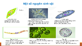 Giáo án điện tử Khoa học tự nhiên 6 bài 31 Kết nối tri thức : Thực hành quan sát nguyên sinh vật