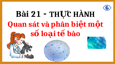 Giáo án điện tử Khoa học tự nhiên 6 bài 21 Kết nối tri thức : Thực hành Quan sát và phân biệt một số tế bào