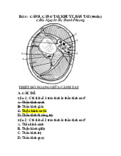 Bài 4: Cánh, Cẳng tay, Khuỷu, Bàn tay | Môn Giải phẫu 1 - Đại học Cần Thơ
