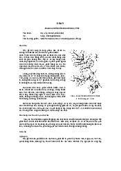Cây Xoay - thực vật học | Đại học Lâm Nghiệp