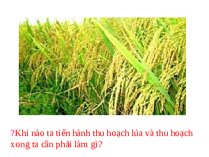 Giáo án điện tử Công nghệ 7 Bài 4 Kết nối tri thức: Thu hoạch sản phầm trồng trọt