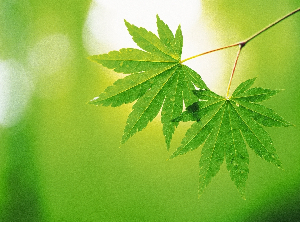 Giáo án điện tử Khoa học tự nhiên 7 bài 27 Kết nối tri thức : Thực hành Hô hấp ở thực vật