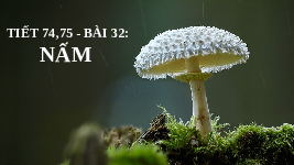 Giáo án điện tử Khoa học tự nhiên 6 bài 28 Chân trời sáng tạo : Nấm