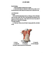 Bài Giảng Về Cơ Chi Trên: Nguyên Uỷ, Bám Tận, Thần Kinh (MĐ 6)