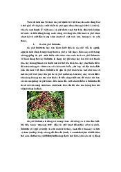 Tìm hiểu về các loại cà phê đặc trung của Việt Nam - Cơ sở văn hóa Việt Nam | Đại học Văn Lang