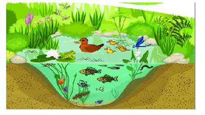 Giáo án điện tử Khoa học tự nhiên 6 bài 36 Kết nối tri thức : Động vật