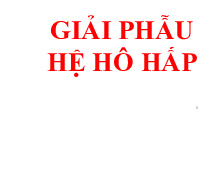 Giải phẫu hệ hô hấp | Môn Giải phẫu 1 - Đại học Cần Thơ