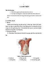 Giải phẫu cơ chi trên - Trình bày được động tác và thần kinh chi phối của các cơ nhóm cơ ở chi trên