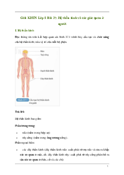 Giải KHTN 8 Bài 37: Hệ thần kinh và các giác quan ở người | Kết nối tri thức