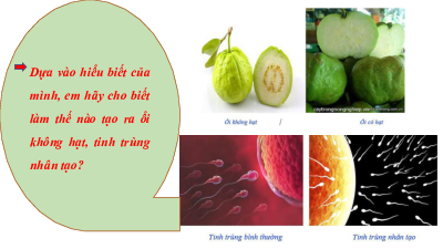 Bài 16: Công nghệ tế bào  | Bài giảng PowerPoint môn Sinh học 10 | Cánh diều