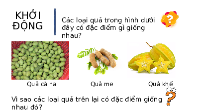 Giáo án điện tử Khoa học tự nhiên 8 Bài 8 Kết nối tri thức: Acid