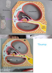 Tai Mắt: Kỹ Thuật và Cấu Trúc Rena TBUMP 12 môn Giải phẫu | Trường Đại Học Y Dược Thái Bình