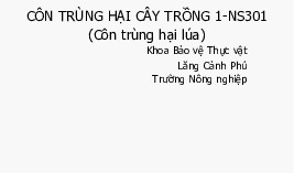 Tài liệu ôn Côn Trùng Hại (Học kì 1 năm 2020-2021) - Ảnh Hưởng Đến Cây Lúa | Môn Bảo vệ thực vật - Đại học Cần Thơ