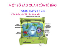 Một số bào quan của tế bào | Tài liệu sinh học tế bào