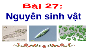 Bài 27: Nguyên sinh vật | Bài giảng PowerPoint KHTN 6 | Chân trời sáng tạo