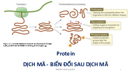 Protein dịch mã - biến đổi sau dịch mã môn sinh học phân tử | Trường Đại học Nguyễn Tất Thành