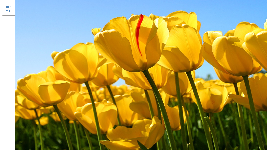 Giáo án điện tử Tiếng việt 1 Chân trời sáng tạo : Tập đọc Thầy giáo