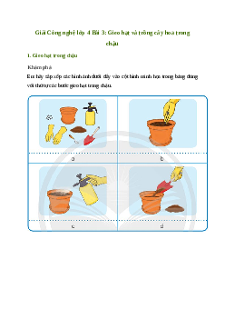 Giải Công nghệ lớp 4 Bài 3: Gieo hạt và trồng cây hoa trong chậu | Chân trời sáng tạo