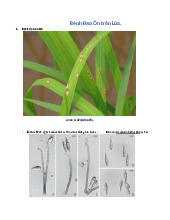 Nhận Biết Dịch Hại Cây Lúa: Bệnh Đạo Ôn và Biện Pháp Phòng Trừ | Môn Bảo vệ thực vật - Đại học Cần Thơ