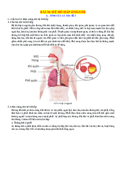 Chuyên đề KHTN 8 Kết nối tri thức bài 34 Hệ hô hấp ở người