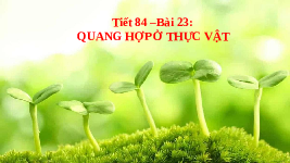 Giáo án điện tử Khoa học tự nhiên 7 bài 23 Chân trời sáng tạo : Quang hợp ở thực vật